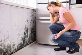 Best Mold Prevention Services  in Hustisford, WI